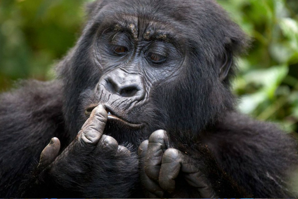 How Africa is winning battle to save mountain gorillas